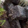 Irish peat